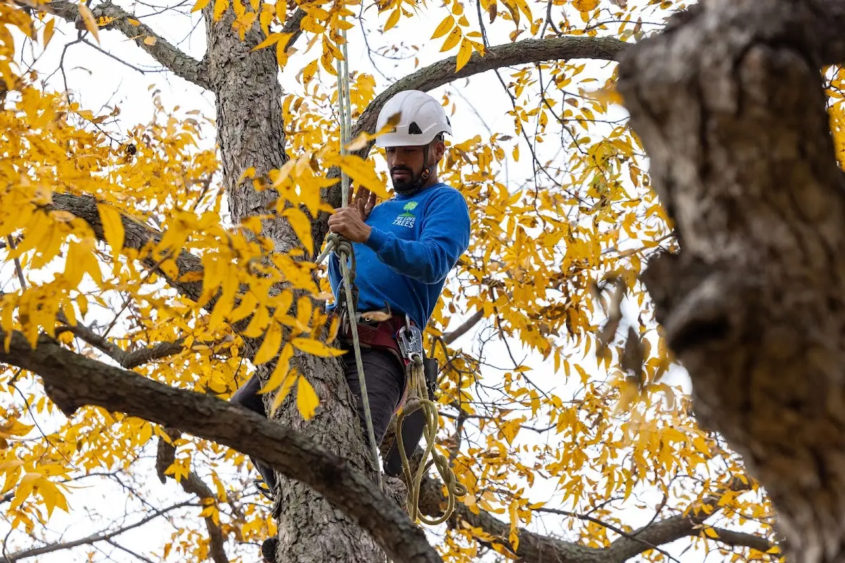 Skilled Tree Pruning crew working in London