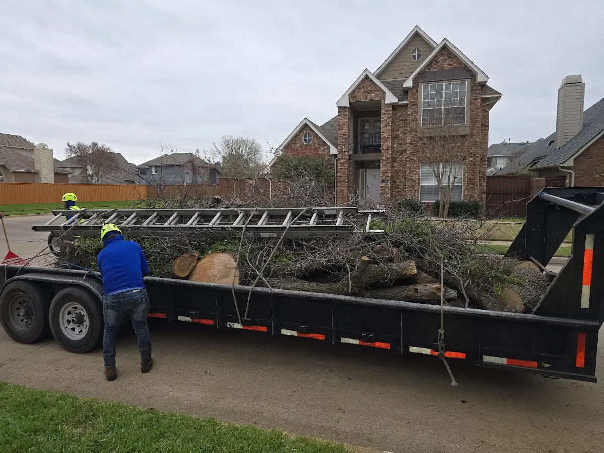 Expert Tree Pest Control with proper safety equipment in London